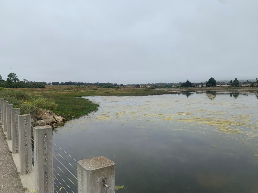 View of restoration area at Venoco Rd. Bridge